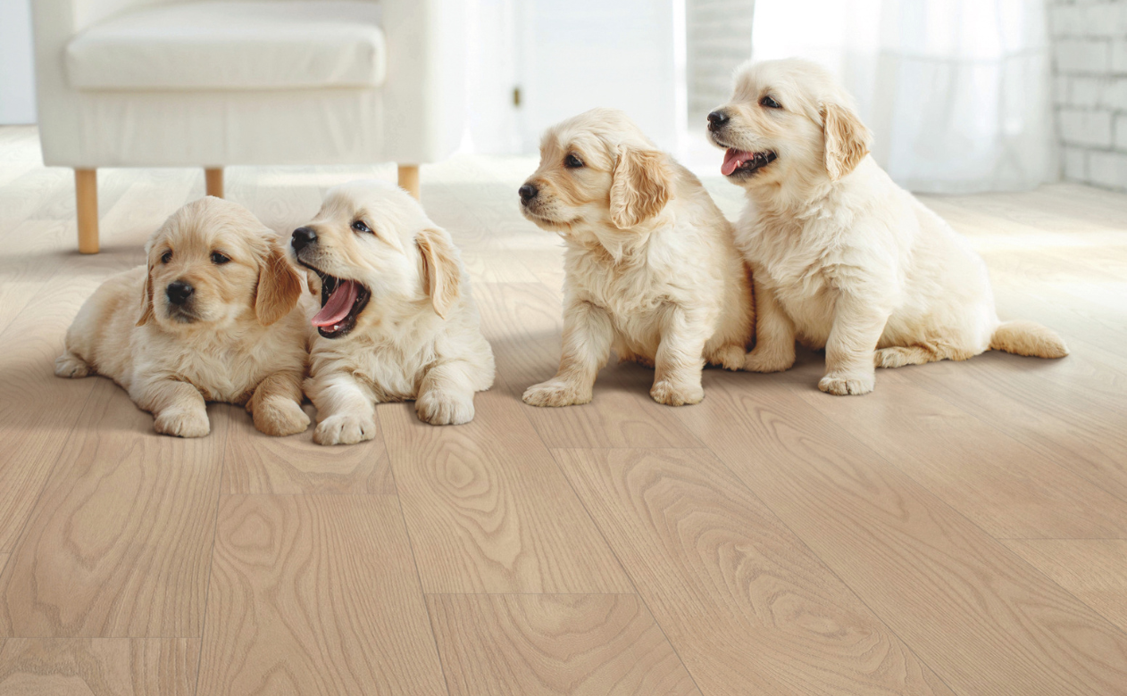 four puppies on wood-look floors