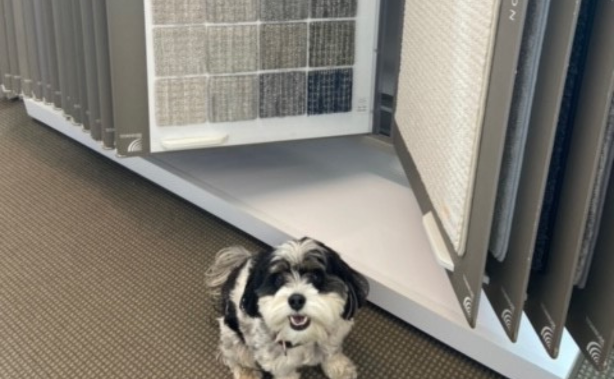 Dante in front of carpet samples at Chiliwack Carpet One