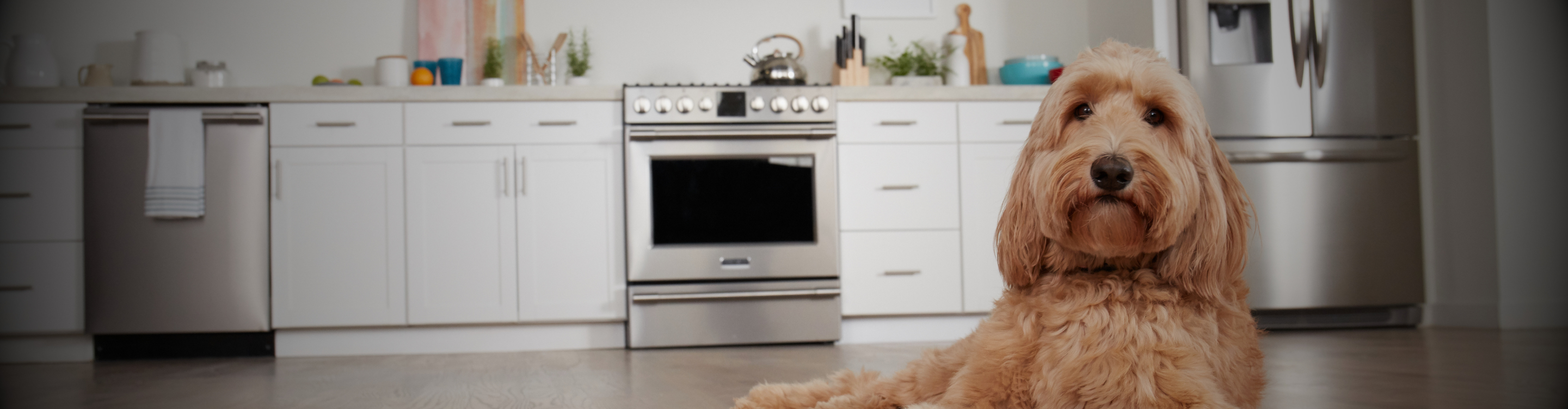 dog in a kitchen with luxury vinyl plank flooring